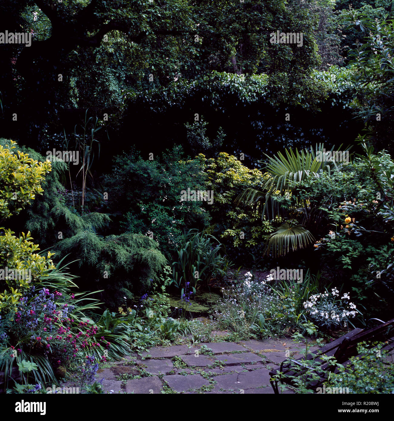 Bassa conifere e arbusti verdi intorno al piccolo giardino piscina Foto Stock