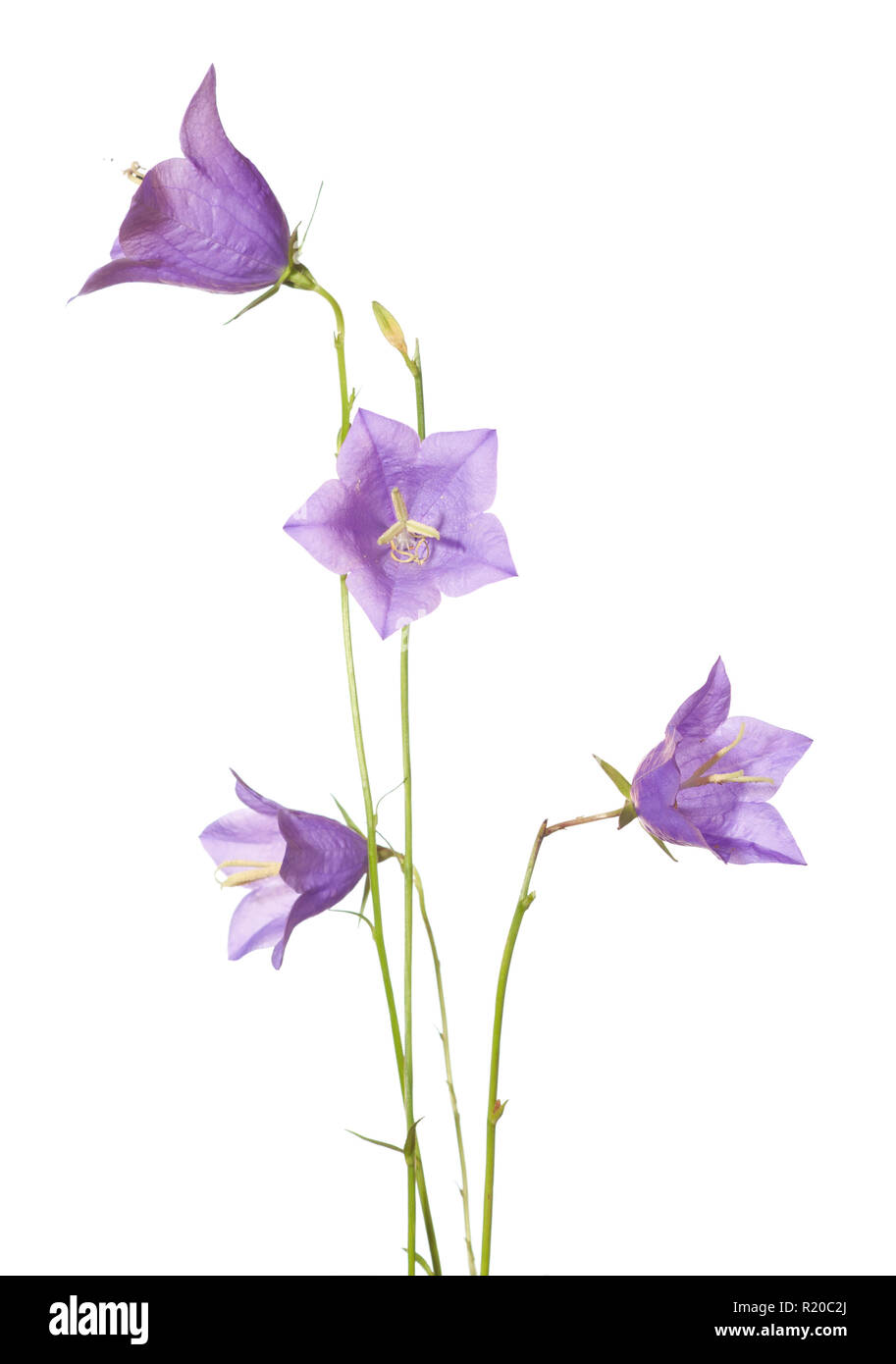 Campanule isolato su bianco. Campanula rotundifolia Foto Stock