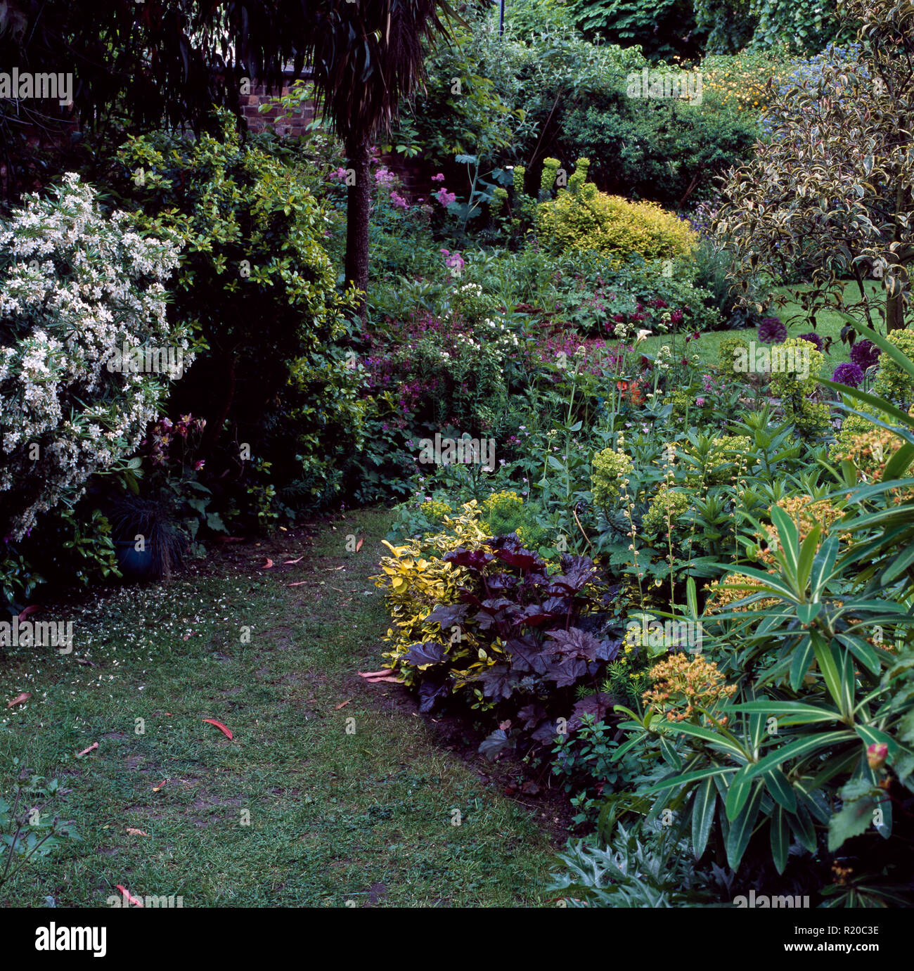 Arbusti e piante verdi su entrambi i lati del percorso di giardino Foto Stock