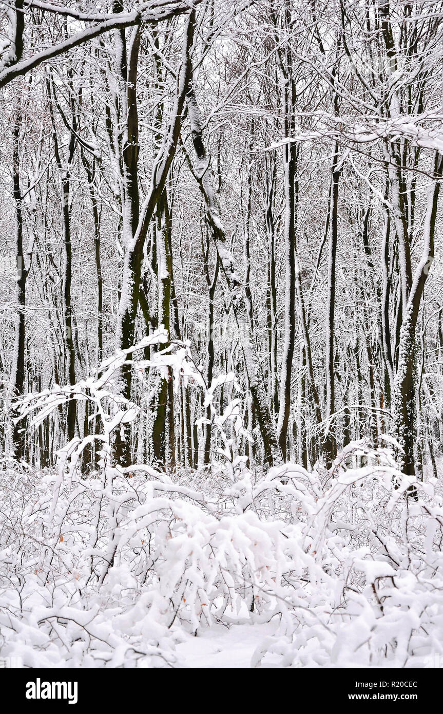 Paesaggio invernale di neve una foresta coperta in Stoke Park woods, Bishopstoke Hampshire, Inghilterra. Foto Stock
