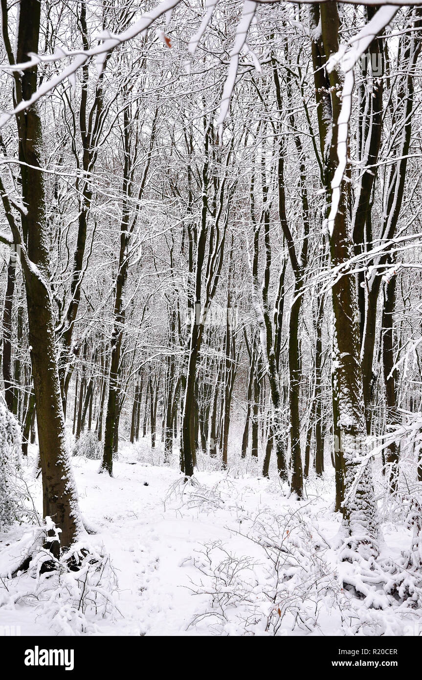 Paesaggio invernale di neve una foresta coperta in Stoke Park woods, Bishopstoke Hampshire, Inghilterra. Foto Stock