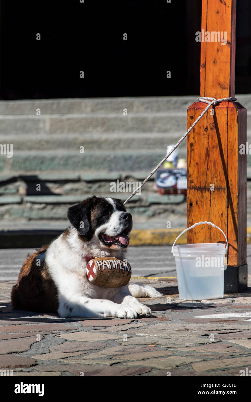 La mascotte di attesa per i turisti Foto Stock