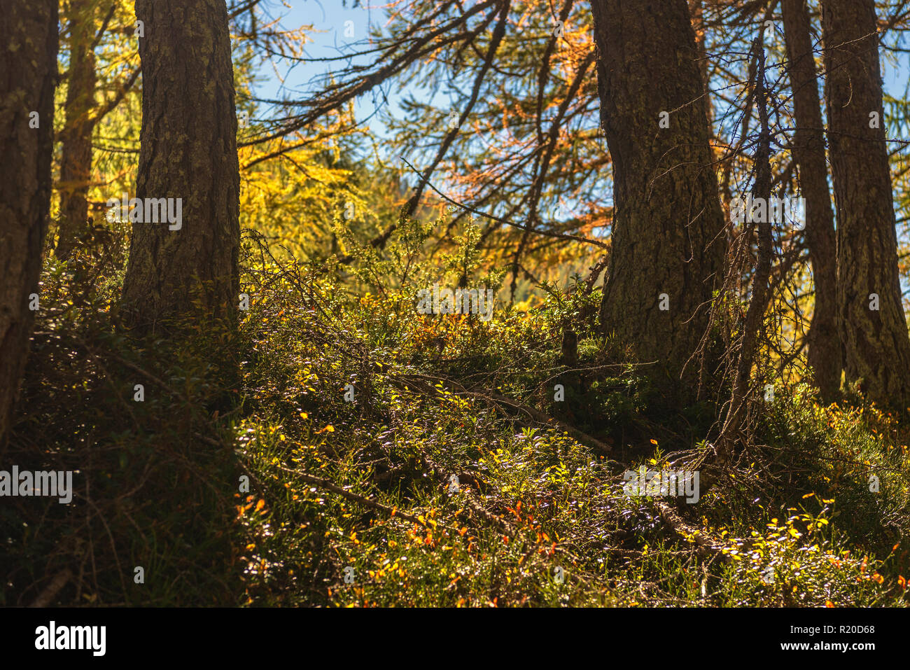 Alpe Devero autunno paesaggio di montagna Foto Stock