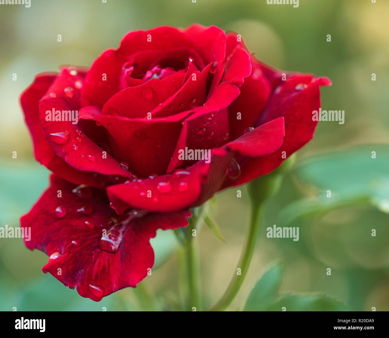 Bellissime rose rosse Foto Stock