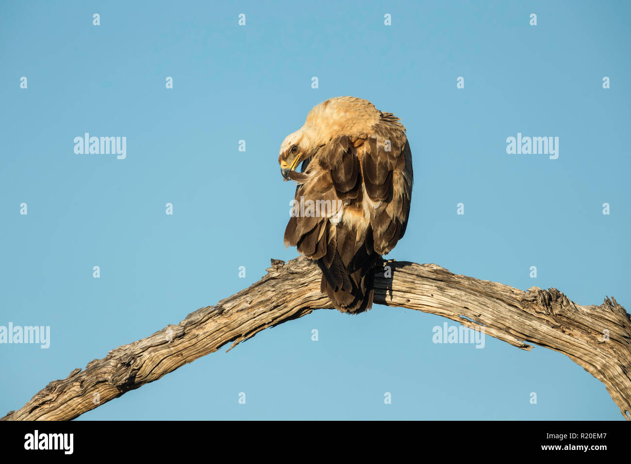 Bruno Eagle (Aquila rapax), Savuti, Botswana, Africa Foto Stock