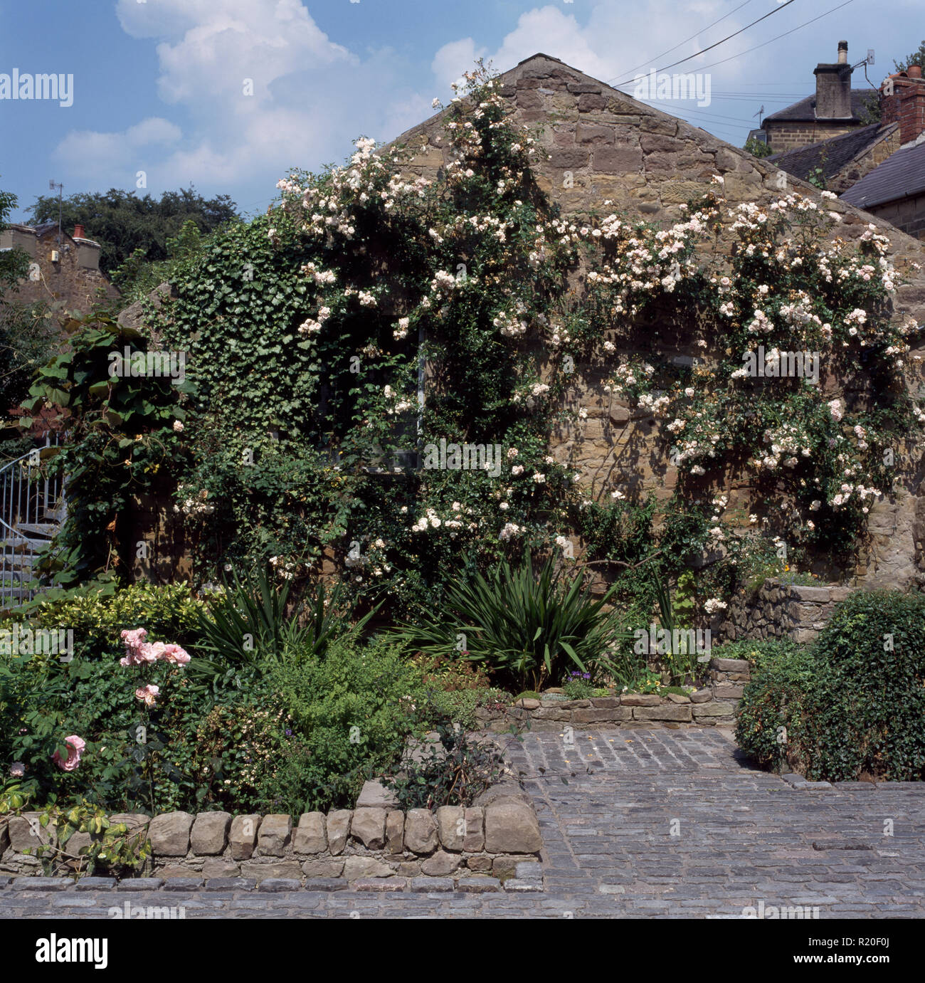 White rose rampicanti sulla parete del cottage in pietra Foto Stock