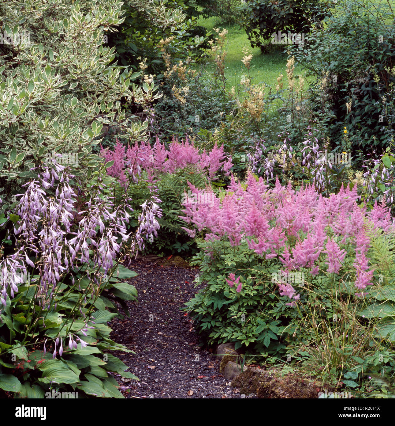 Rosa astilbe e hosta in estate confine Foto Stock