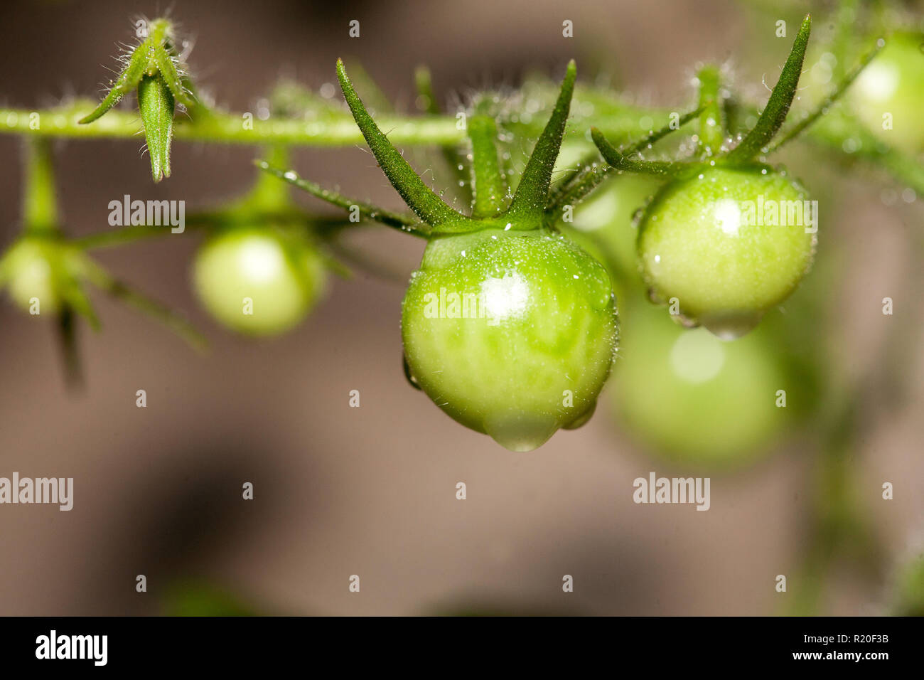 Verde Unriped Pomodori ciliegia sulla vite Foto Stock