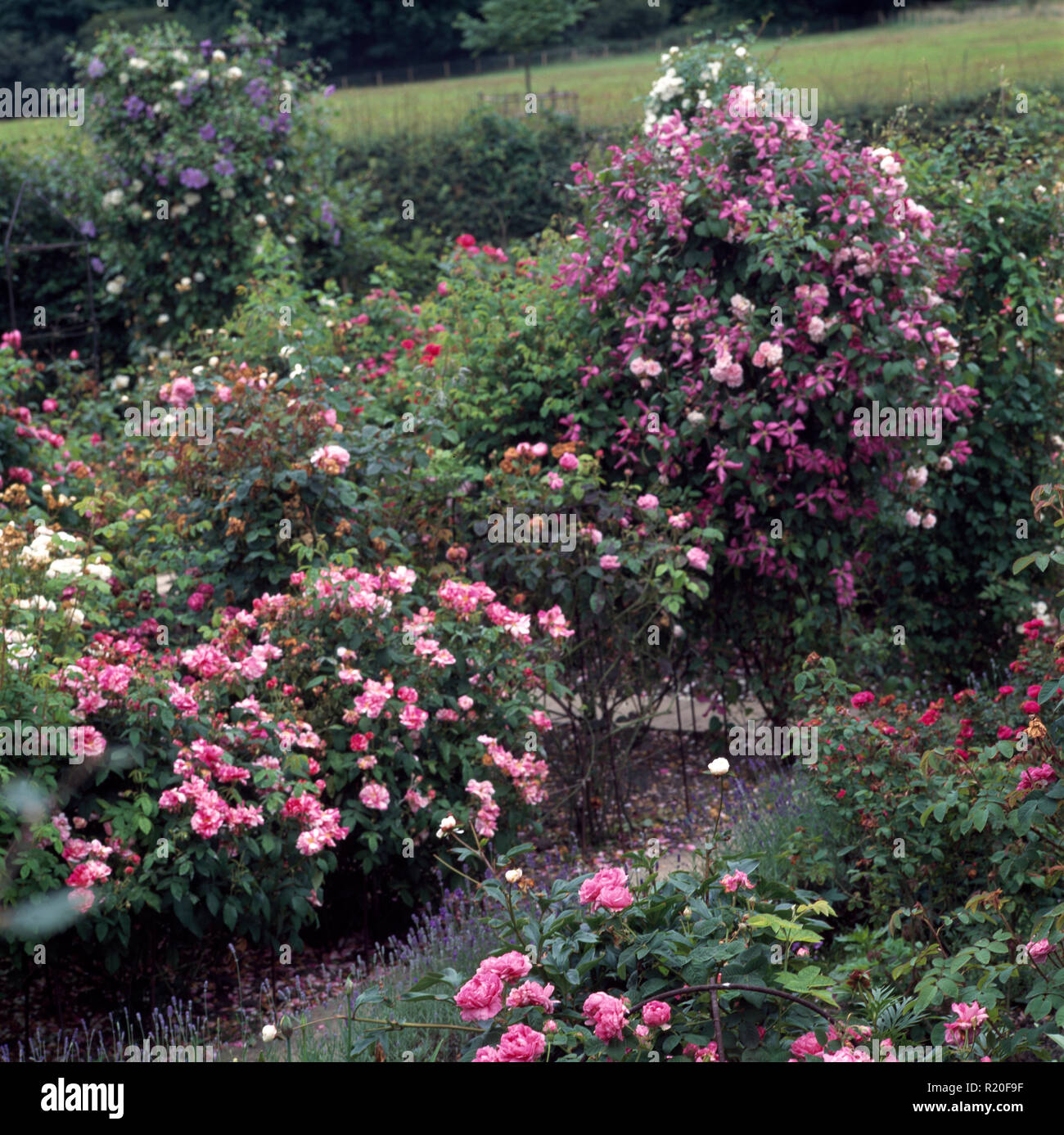 Grande giardino di rose con le rose rosa Foto Stock