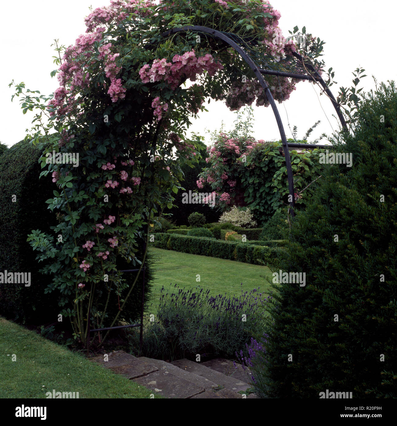 Rosa rose rampicanti su metallo arch nel paese grande giardino Foto Stock