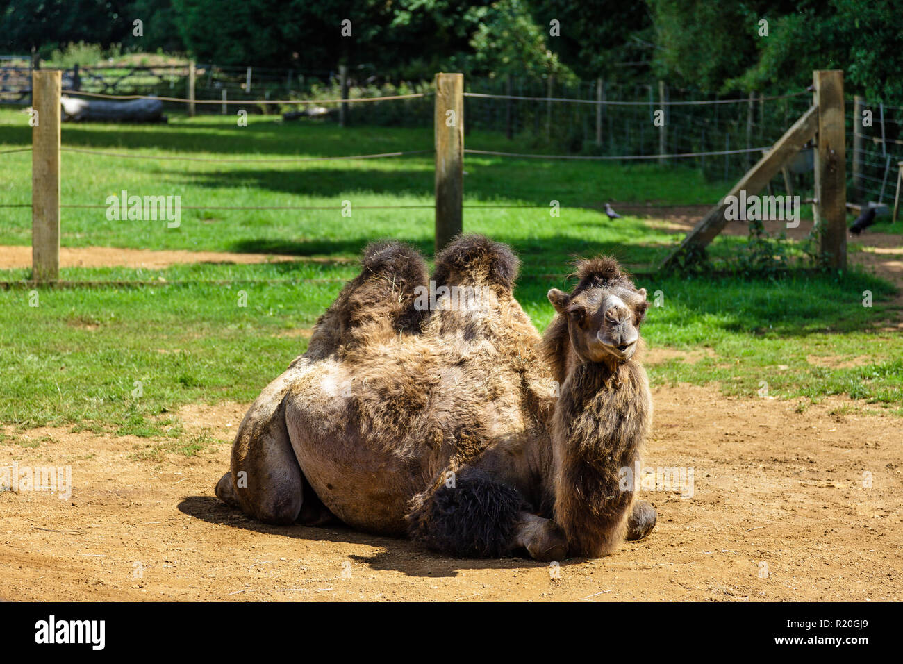 Bactrian camel (Camelus bactrianus) Foto Stock