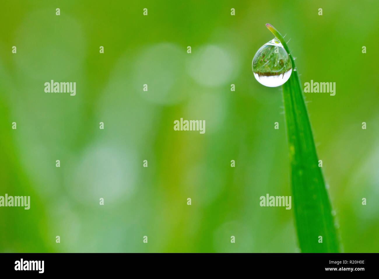Close up di un dewdrop appeso su un singolo blade dell'erba. Foto Stock