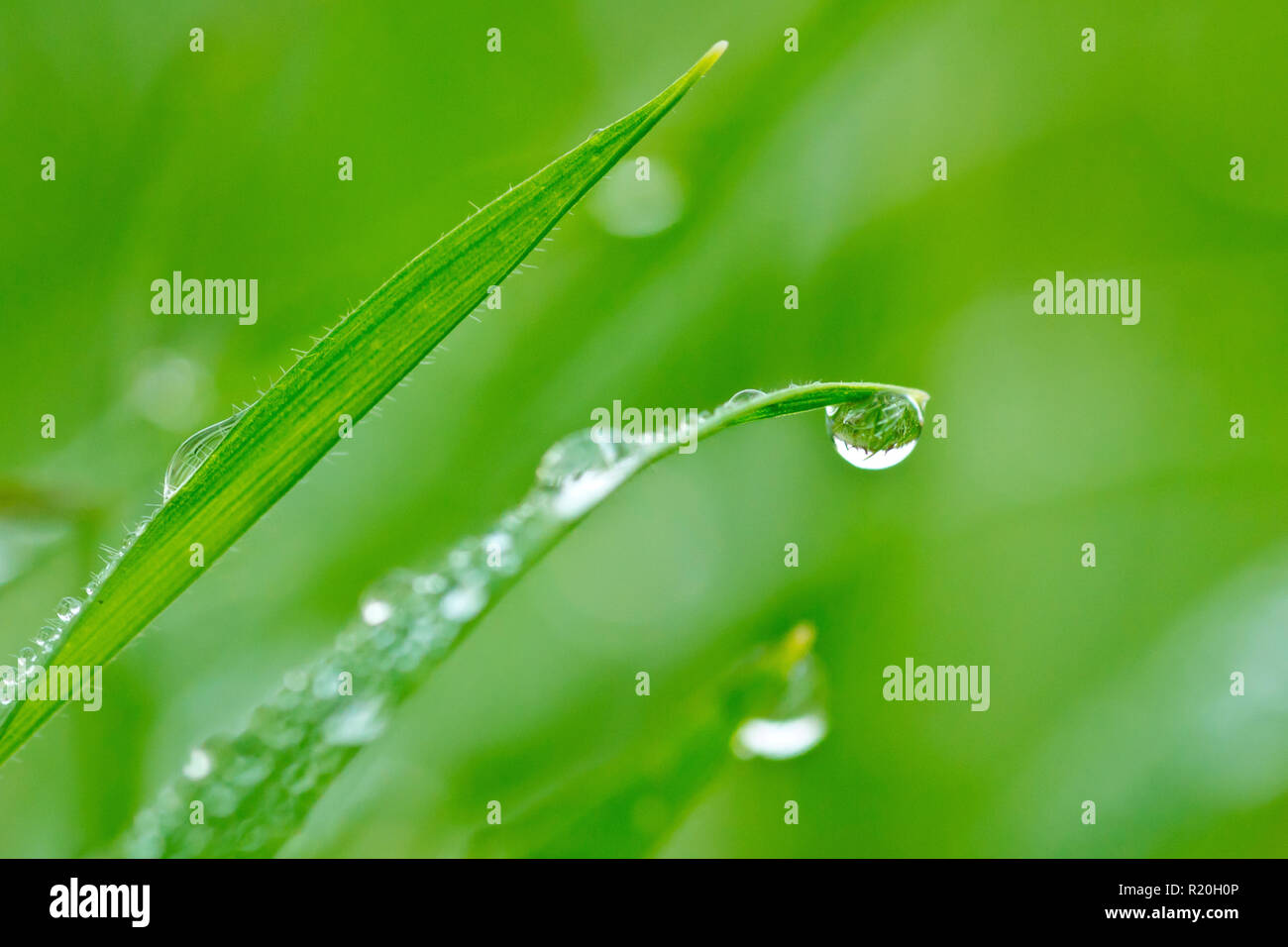 Close up di un dewdrop appeso su un singolo blade dell'erba. Foto Stock