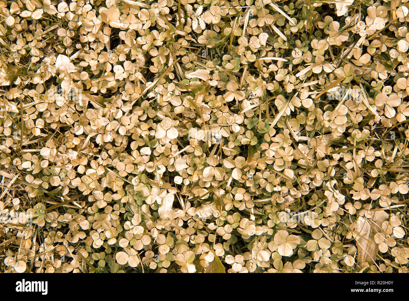 Abstract piatta vista laici del dipinto di trifoglio dorato di foglie in erba in cantiere. Giardinaggio il concetto di sfondo. Foto Stock