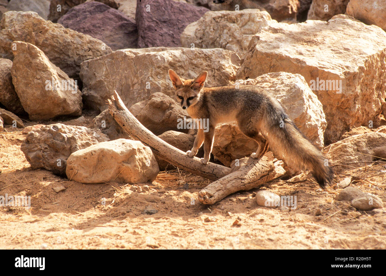 Israele nel deserto del Negev, Volpe di Blanford (Vulpes vulpes cana) un piccolo fox ha trovato in alcune regioni del Medio Oriente. Foto Stock