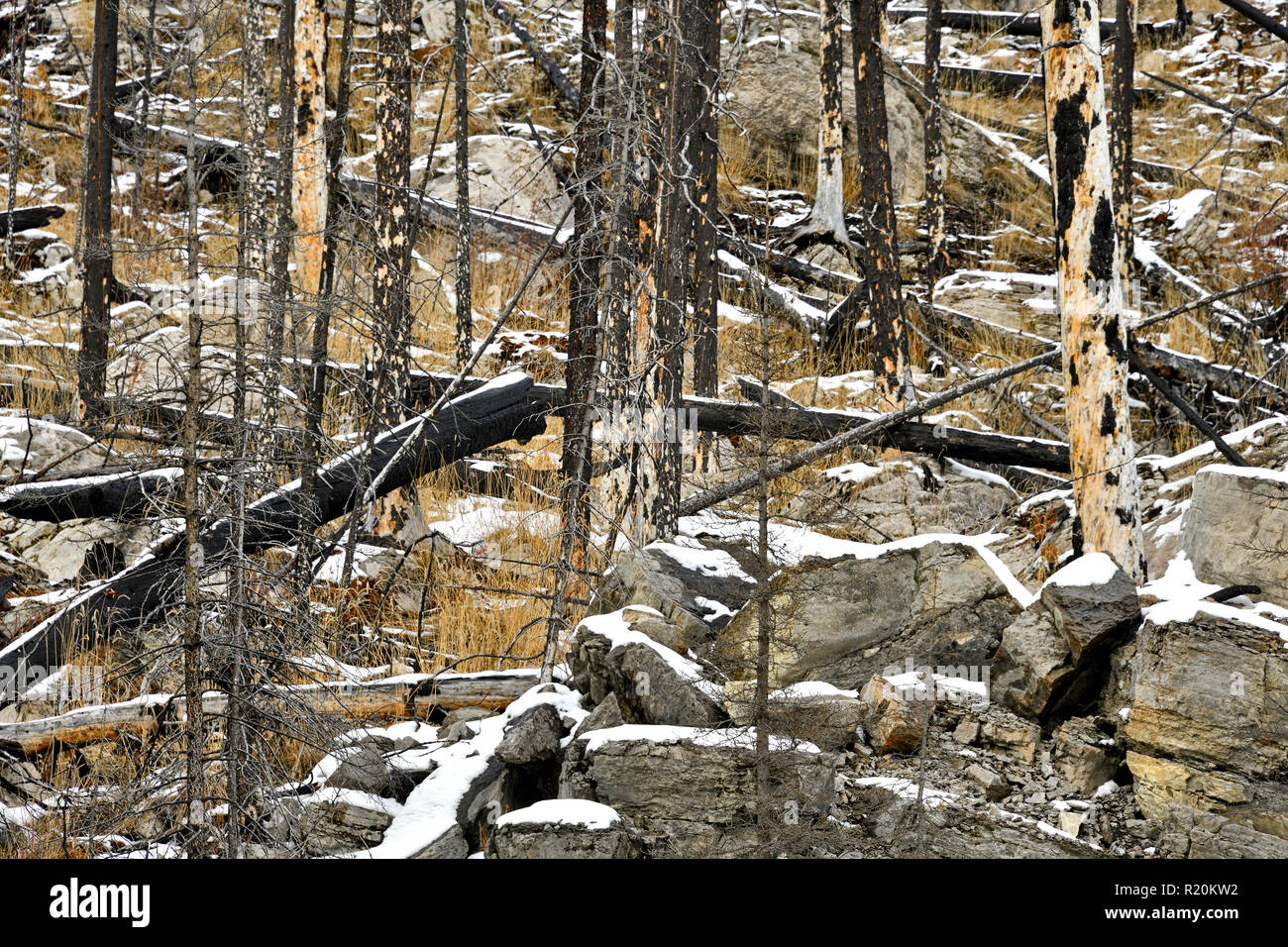 Un'immagine paesaggistica di alberi bruciati in una foresta devastante Fuoco nel 2015 a Medicine Lake nel Jasper National Park Alberta Canada Foto Stock