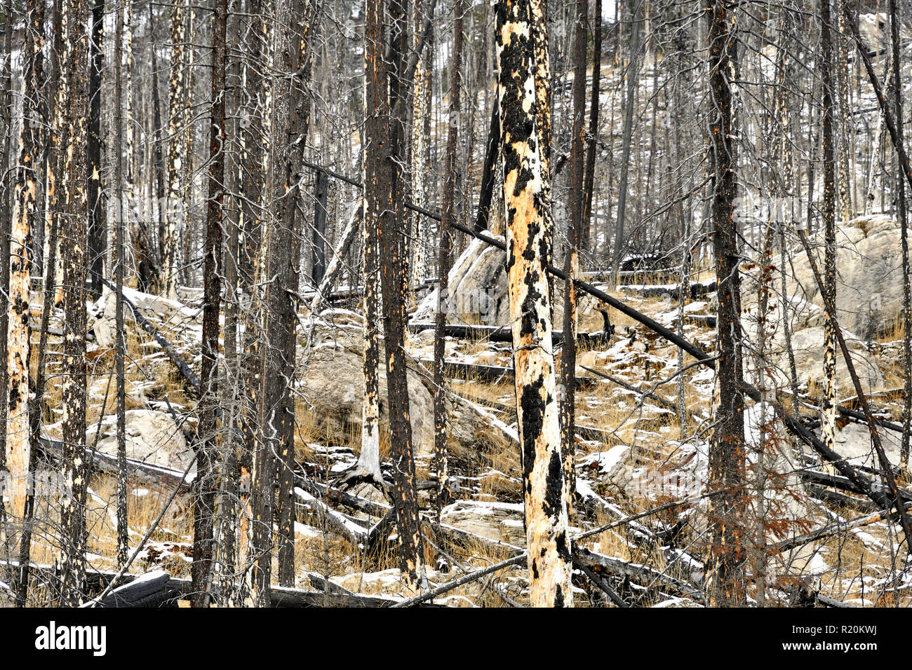 Un'immagine paesaggistica di alberi bruciati in una foresta devastante Fuoco nel 2015 a Medicine Lake nel Jasper National Park Alberta Canada Foto Stock