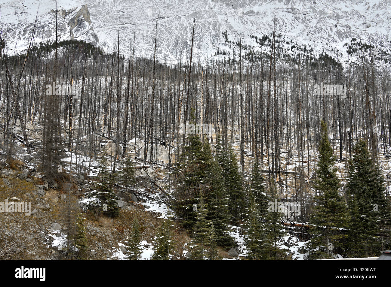 Un'immagine paesaggistica di alberi bruciati in una foresta devastante Fuoco nel 2015 a Medicine Lake nel Jasper National Park Alberta Canada Foto Stock