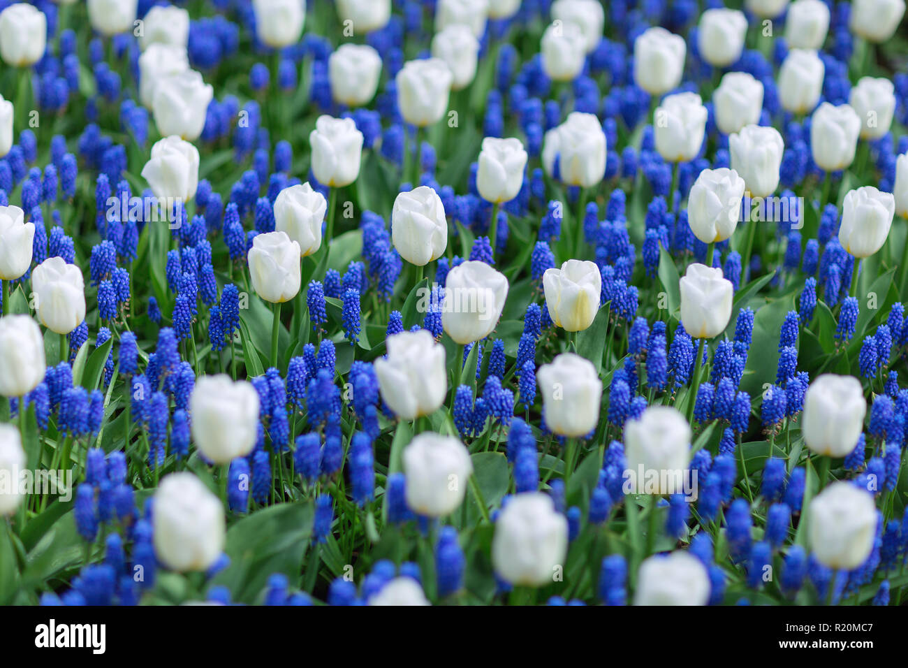 Tulipani bianchi e blu uva giacinti (Muscari armeniacum) in un parco. Messa a fuoco selettiva, concetto di primavera. Foto Stock