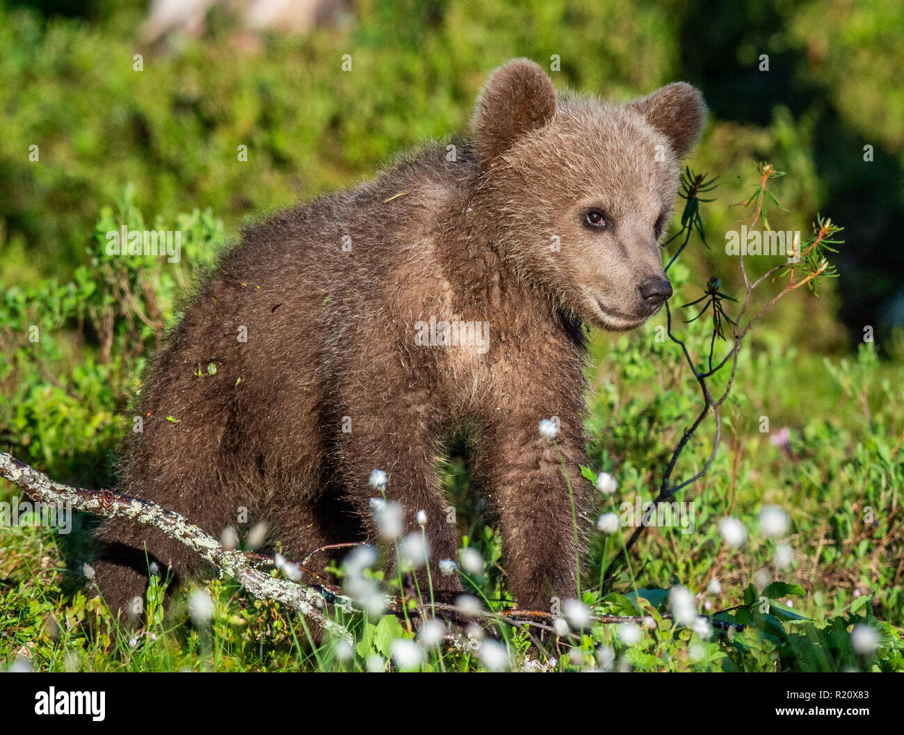Brown Bear Cub in estate foresta. Nome scientifico: Ursus arctos. Verde naturale dello sfondo. Habitat naturale. Foto Stock
