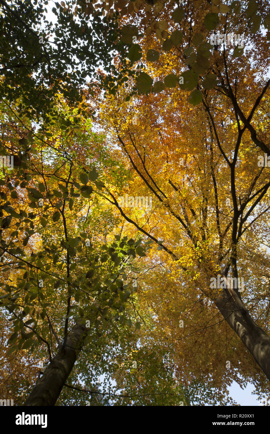 Bella alta autunno alberi con colorfull giallo arancione verde di foglie sotto la luce diretta del sole Foto Stock