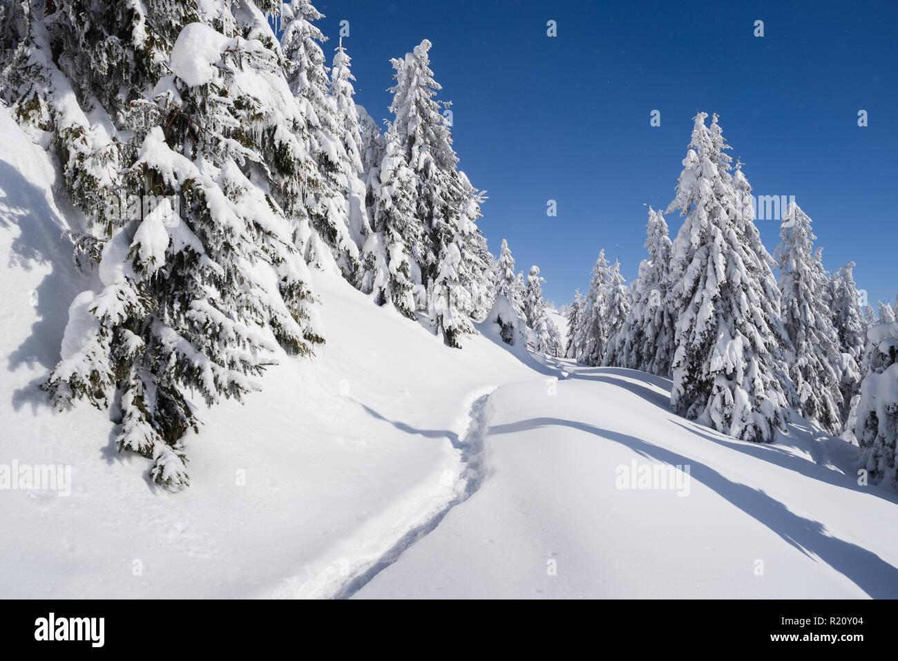 Gelido inverno meteo in una giornata di sole. Paesaggio Innevato con bosco di abeti in montagna. Il percorso nella neve Foto Stock