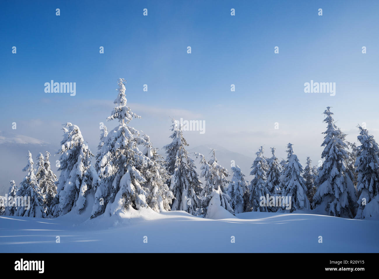 Bellissima natura invernale con abeti sotto la neve. Paesaggio forestale. Tempo soleggiato con haze Foto Stock