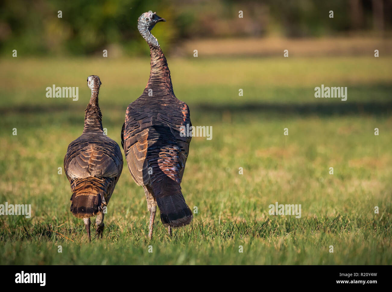 Tom la Turchia con la sua femmina, a piedi Foto Stock