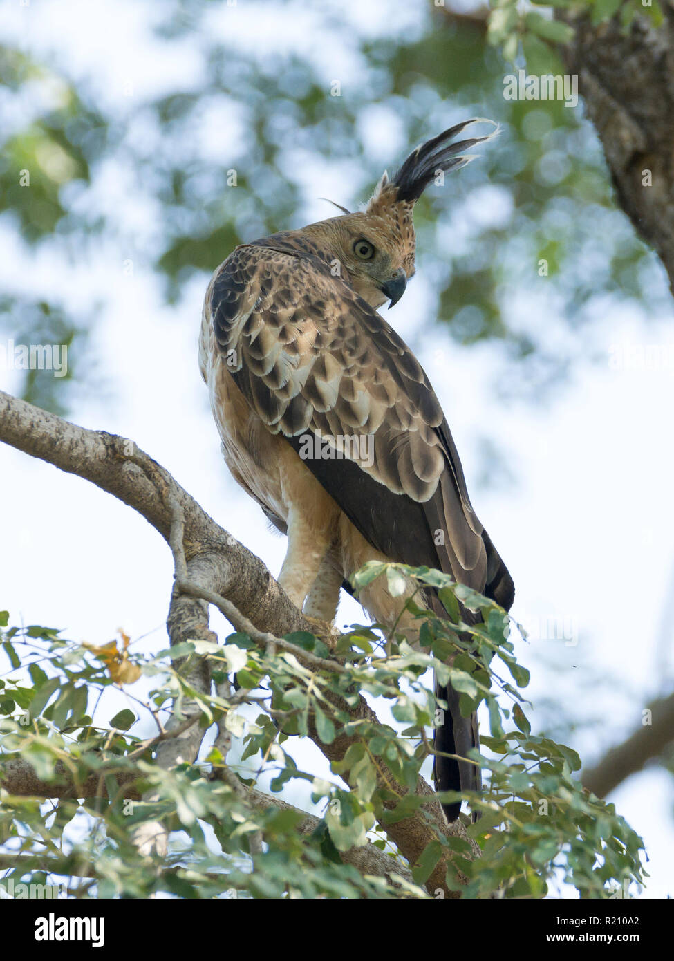 Changeable Hawk-Eagle (Crested) Nisaetus cirrhatus cirrhatus alla foresta di Polo, Gujarat, India Foto Stock