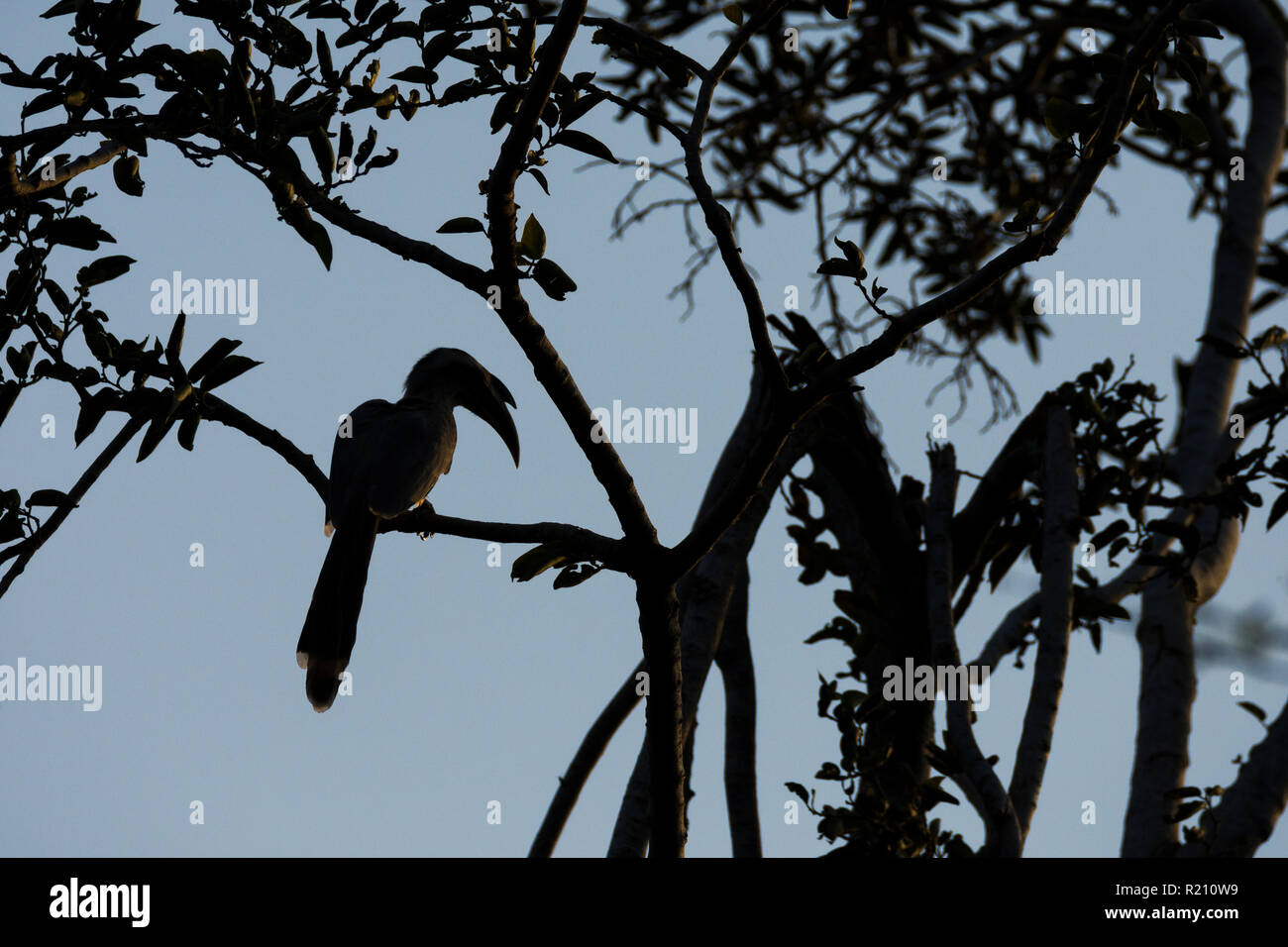 Silhouette di un indiano hornbill grigio (Ocyceros birostris) al polo foresta, Gujarat, India. Foto Stock