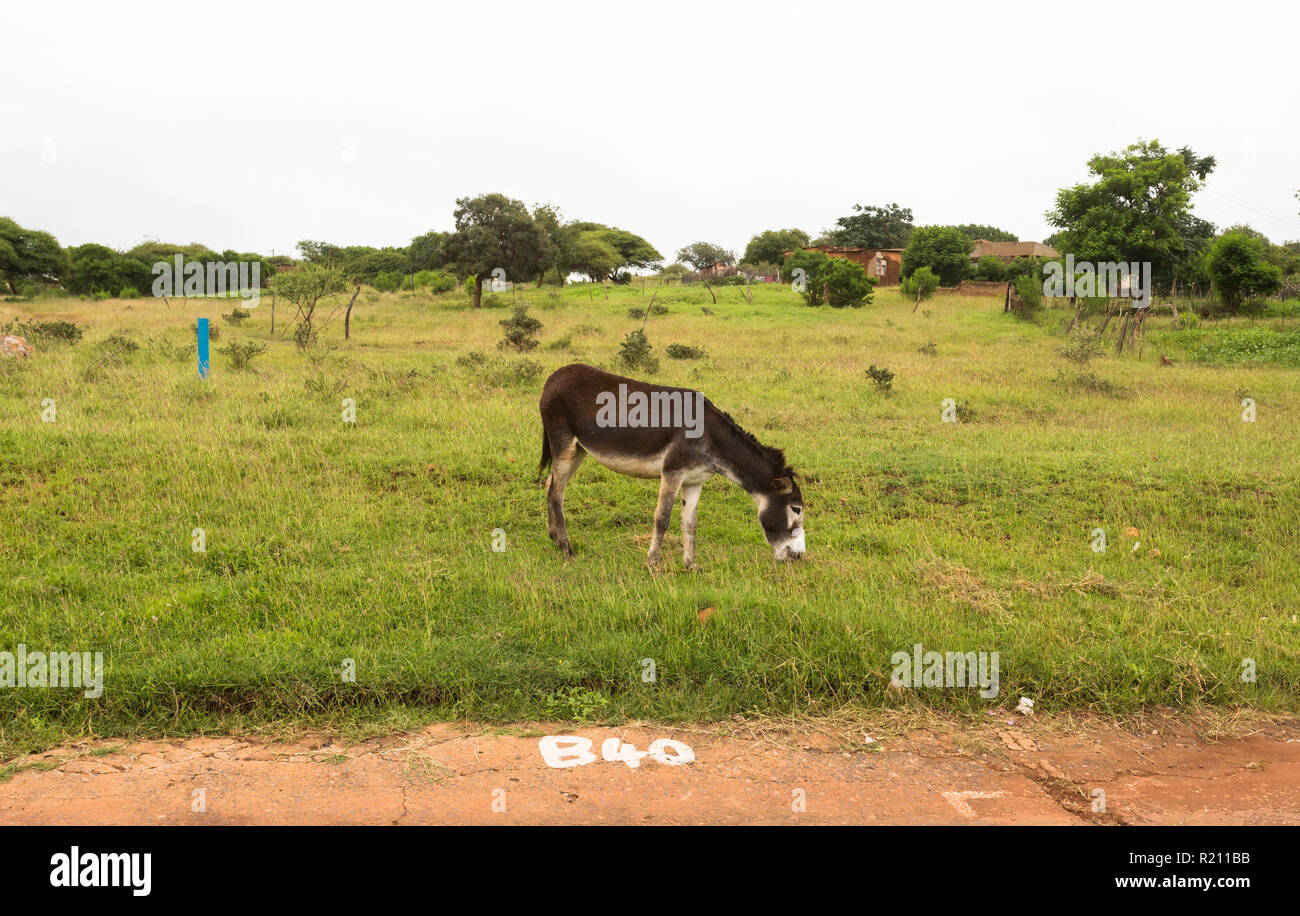 Un pascolo asino sul lato della strada in un villaggio rurale nella parte nord-ovest della provincia in Sud Africa Foto Stock