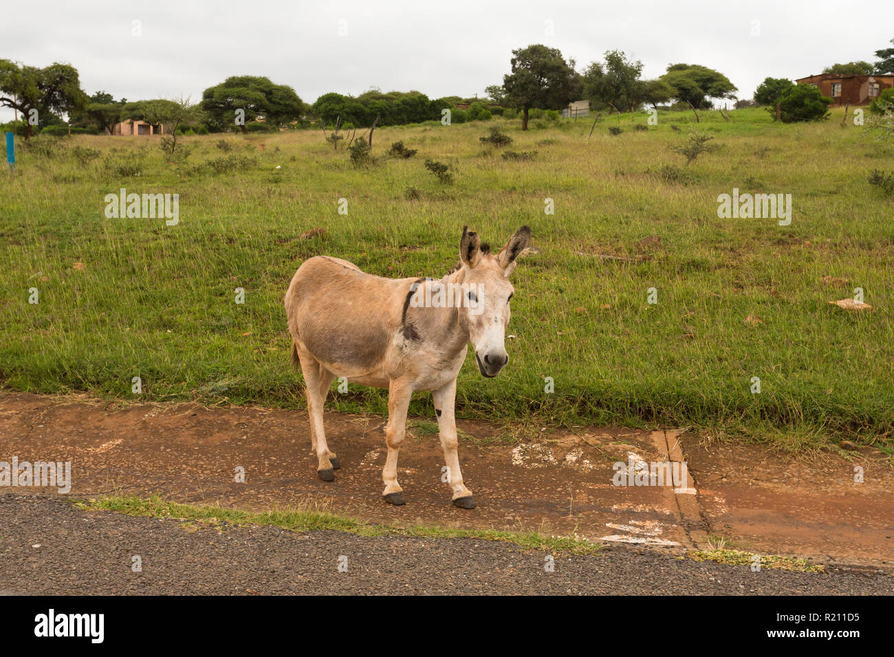 Un asino in piedi sul lato della strada con una ferita sulla sua spalla in un villaggio rurale nella parte nord-ovest della provincia in Sud Africa Foto Stock