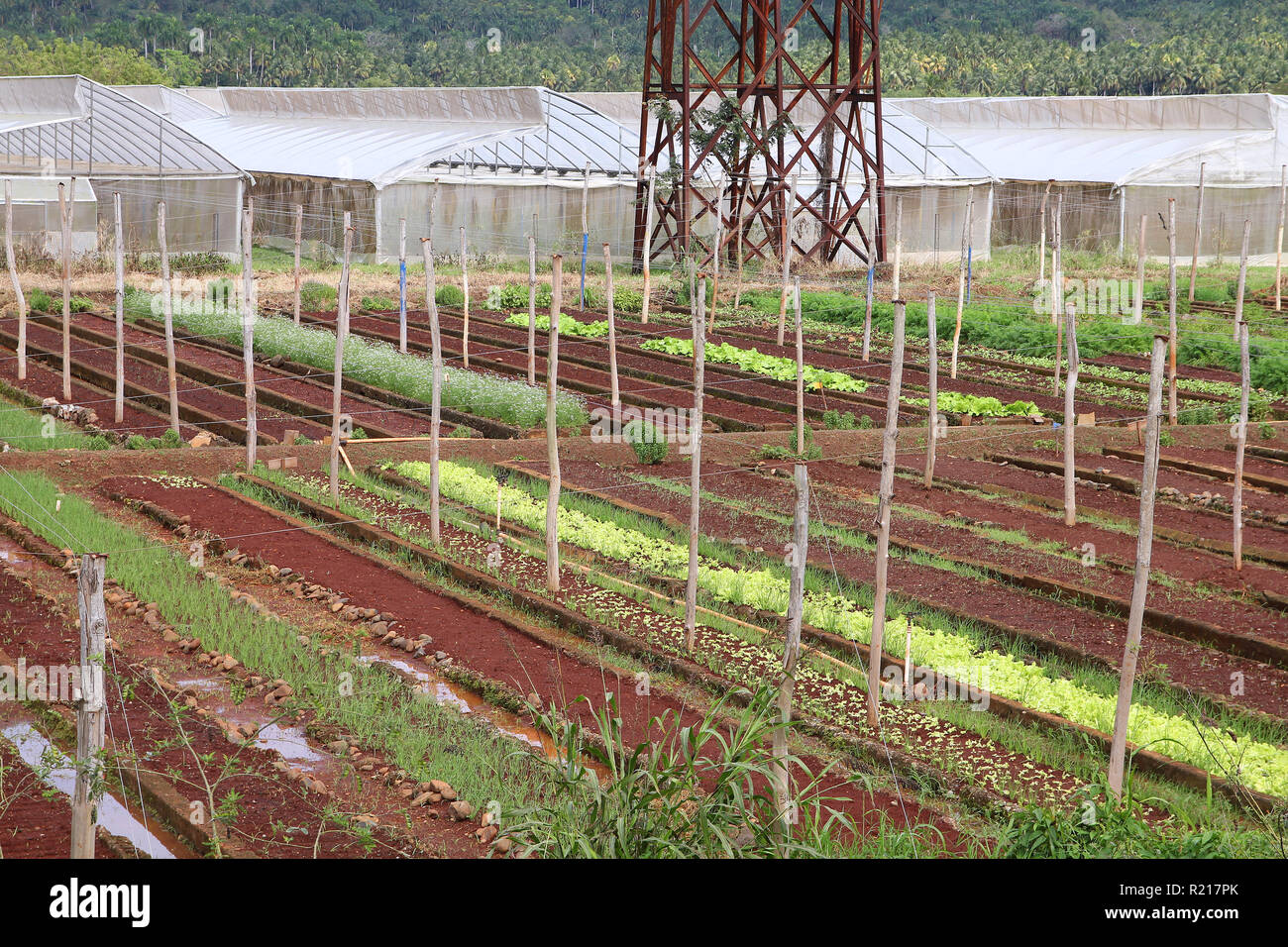 Baracoa, Cuba - campi di ortaggi e serre, agricoltura cubana e agricoltura Foto Stock