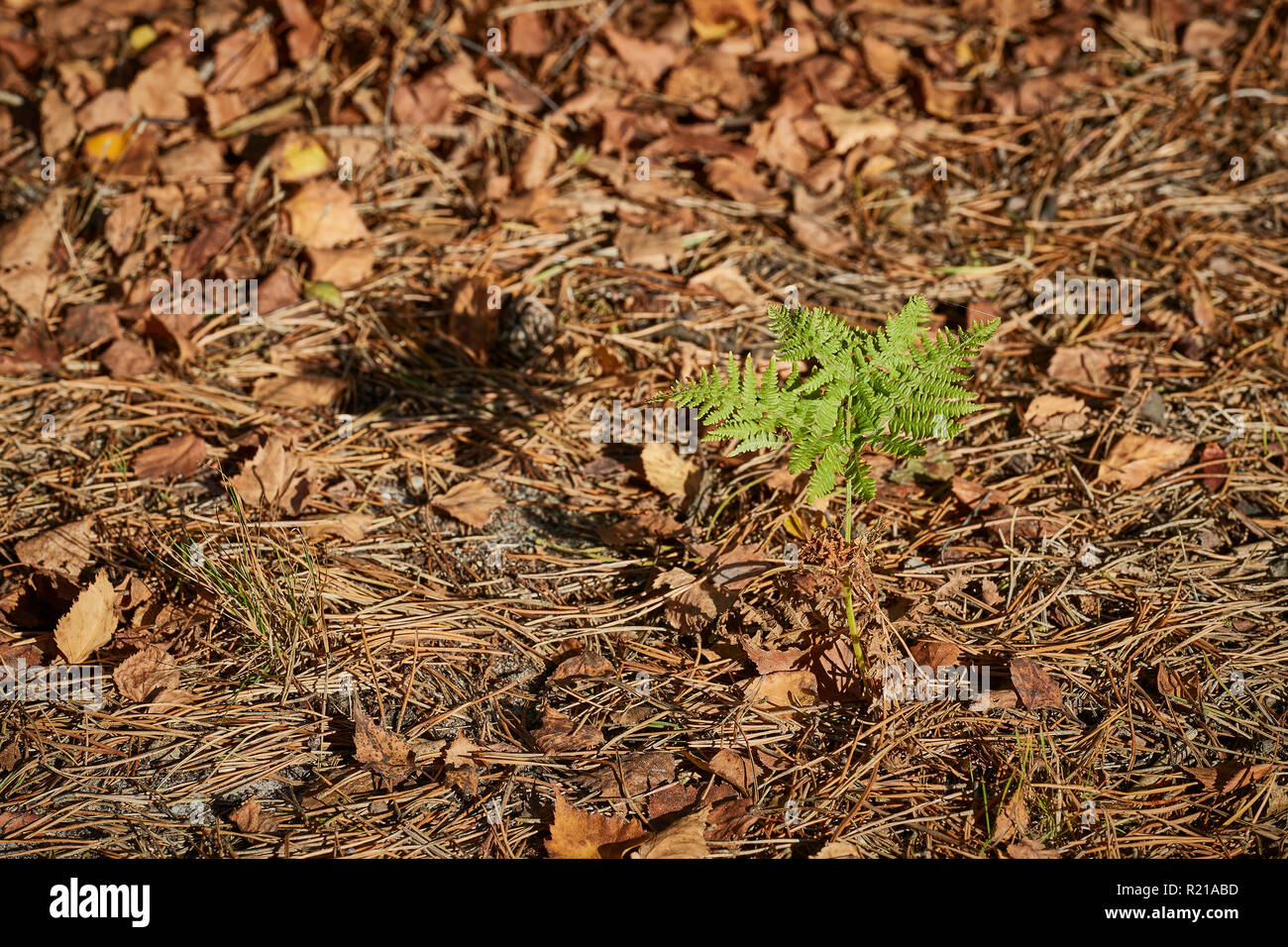 Un unico piccolo fern iniziando a crescere dal suolo della foresta circondato da foglie di colore marrone che sono cadute dagli alberi in autunno Foto Stock