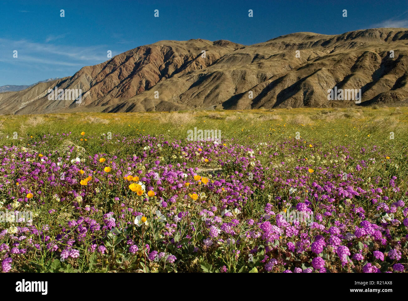 Sabbia verbenas, dune di enagra, deserto girasoli blooming, Henderson Canyon Rd, Borrego Valley, Anza Borrego Desert State Park, California, Stati Uniti d'America Foto Stock