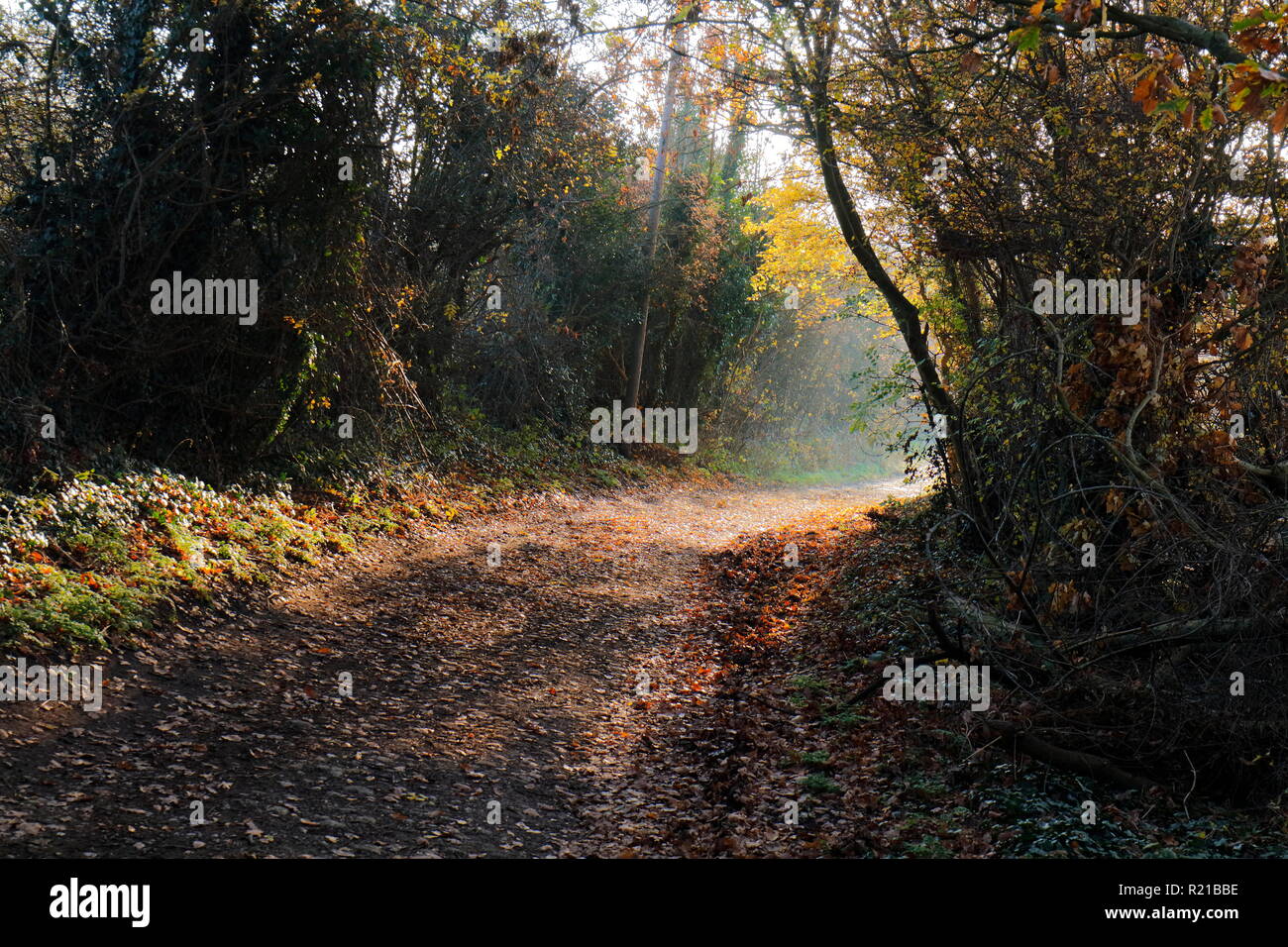 Sentiero est leeds immagini e fotografie stock ad alta risoluzione - Alamy