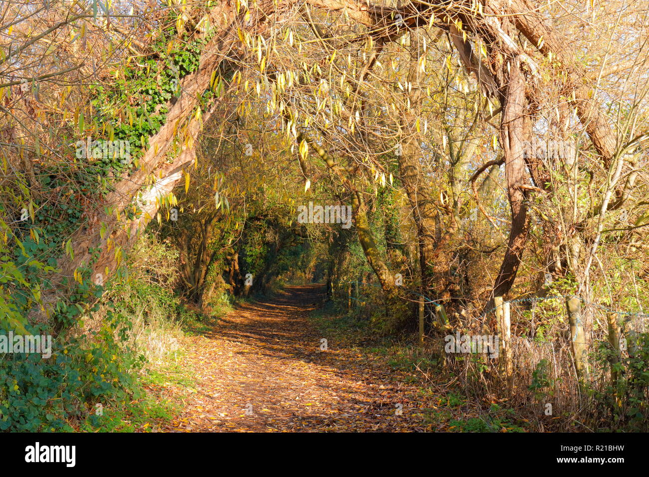 Un sentiero di bosco in autunno, Swillington,Leeds, West Yorkshire Foto Stock