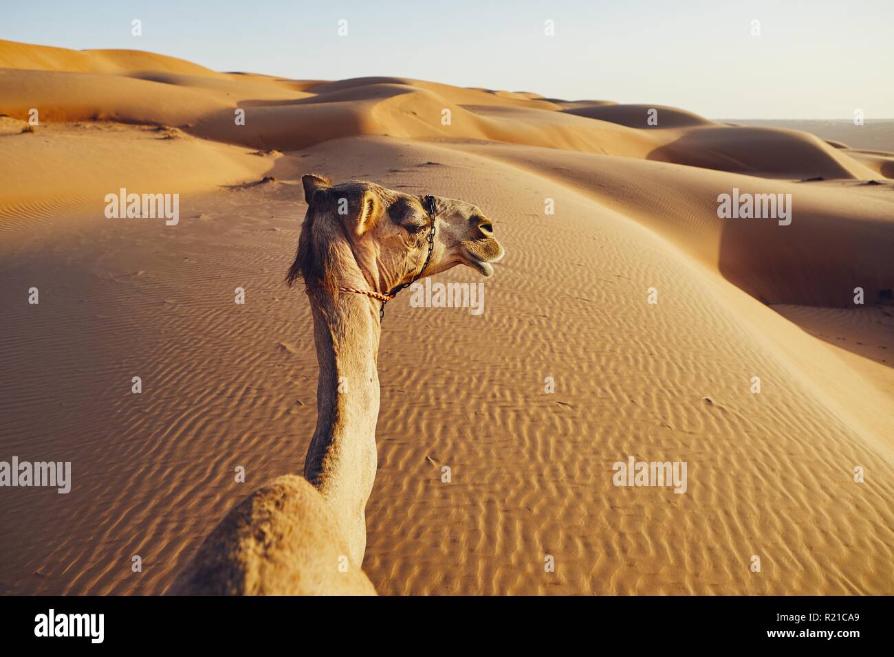 Vista personale dalle cavalcate a dorso di cammello contro le dune di sabbia. Wahiba Sands in Oman. Foto Stock