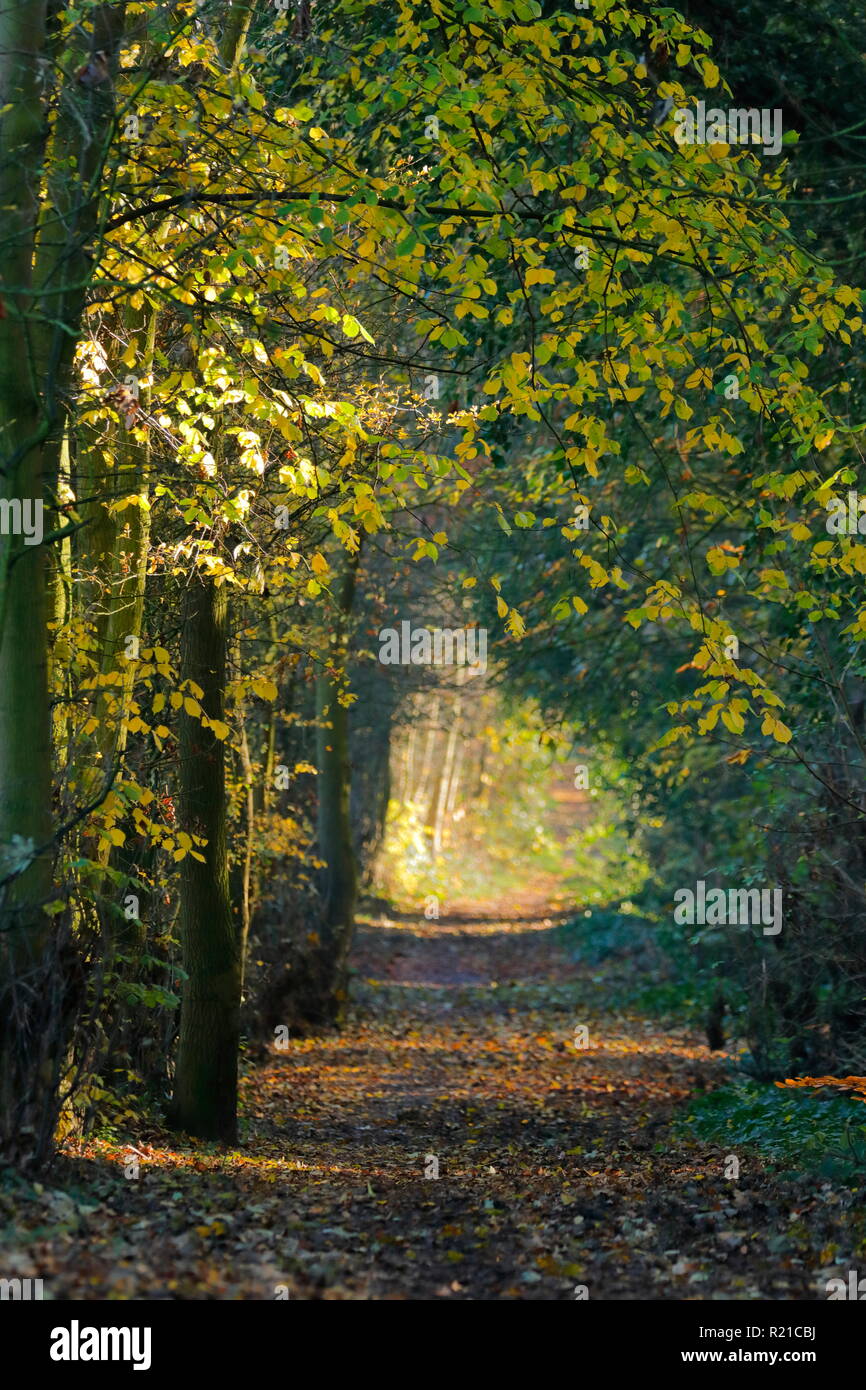 Un bellissimo sentiero boschivo in Swillington, Leeds. Foto Stock