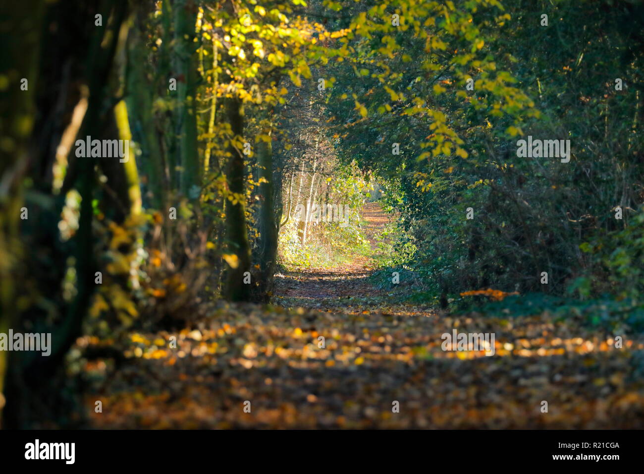 Un bellissimo sentiero boschivo in Swillington, Leeds. Foto Stock