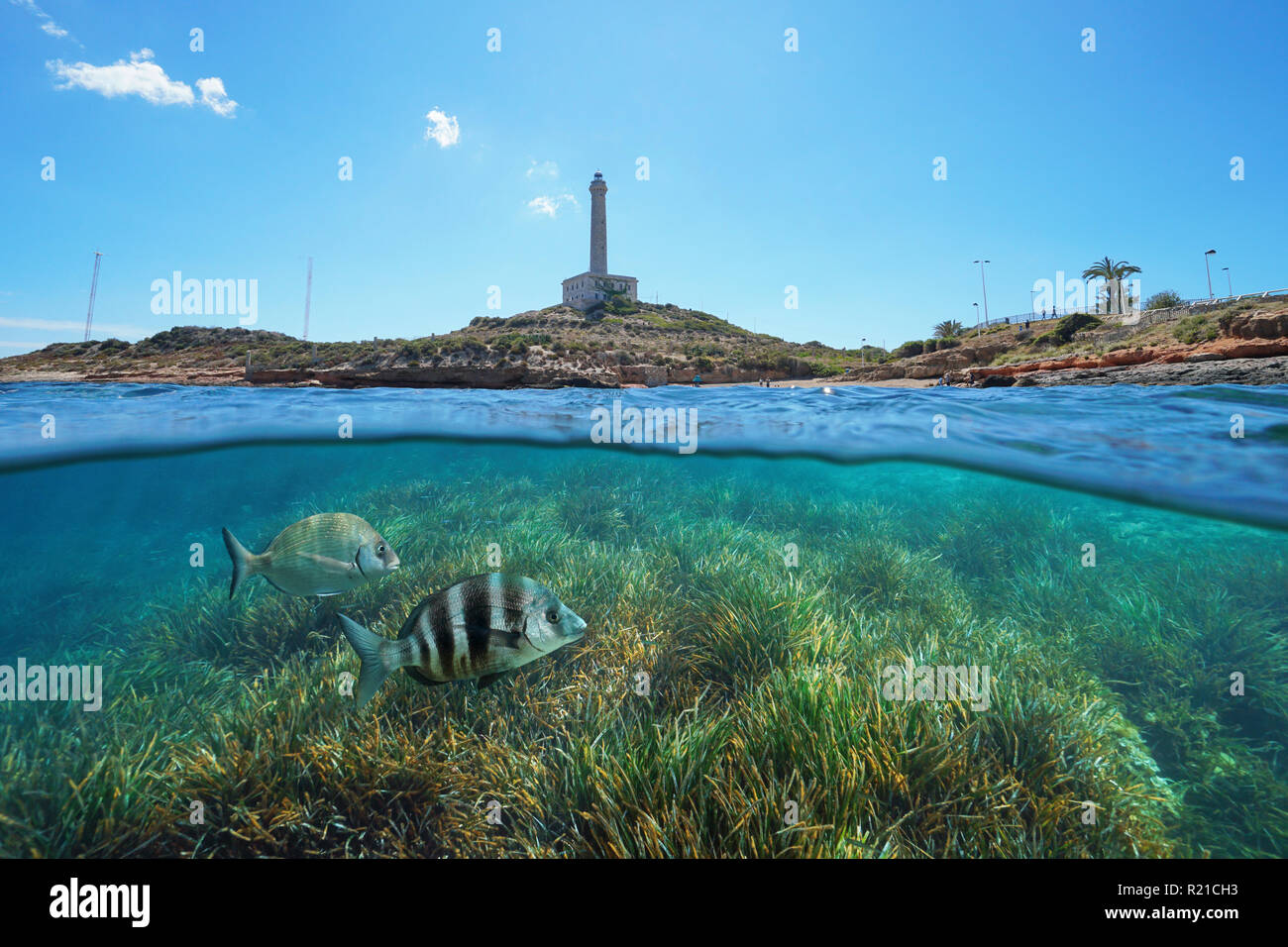 Costa con un faro di Cabo de Palos in Spagna ed erboso fondale marino con pesci subacquea, vista suddivisa al di sopra e al di sotto della superficie, mare Mediterraneo Foto Stock