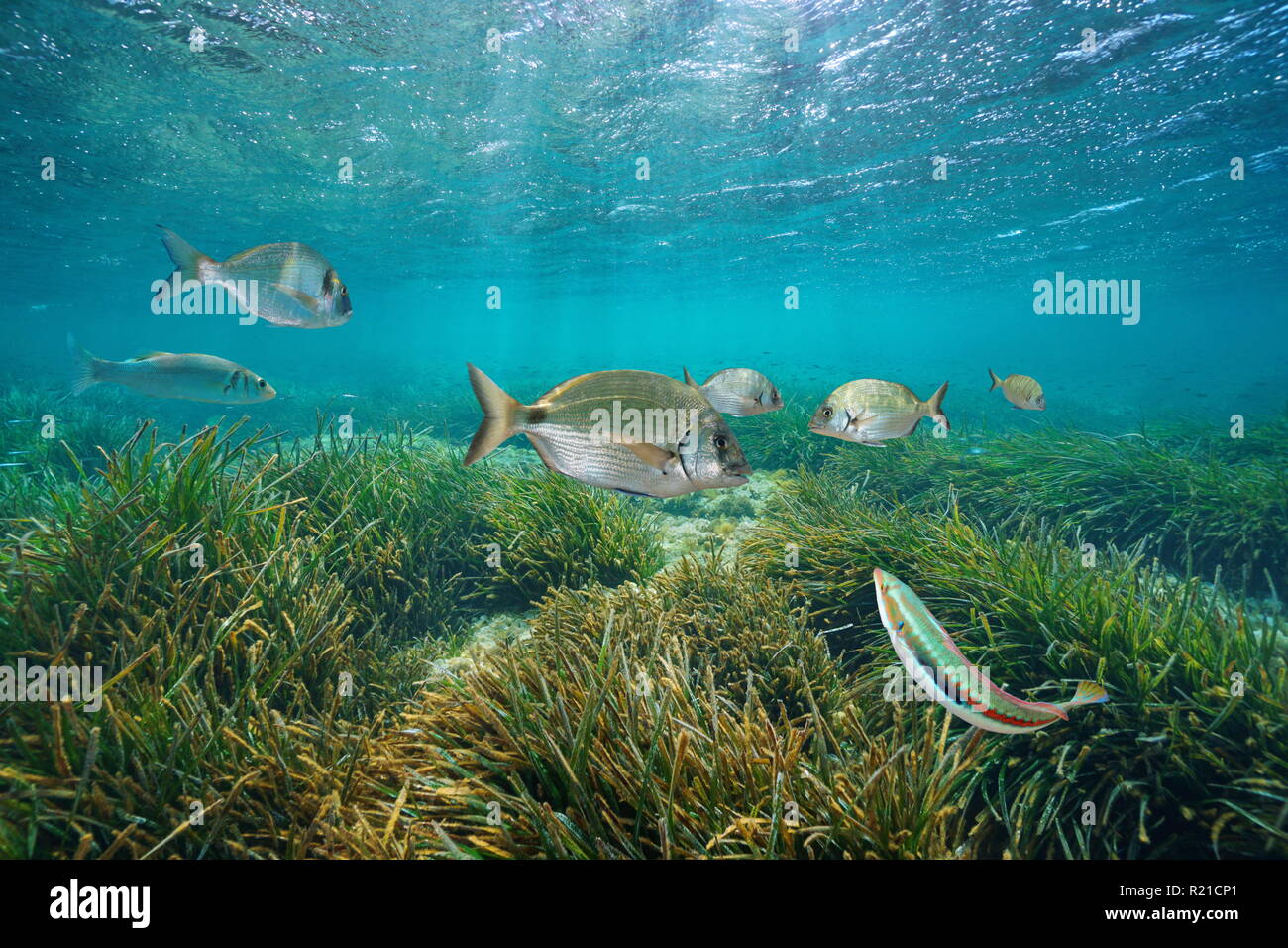 Pesci mediterranei subacquei con Nettuno erba di mare al di sotto della superficie dell'acqua, Cabo de Palos, Cartagena, Murcia, Spagna Foto Stock