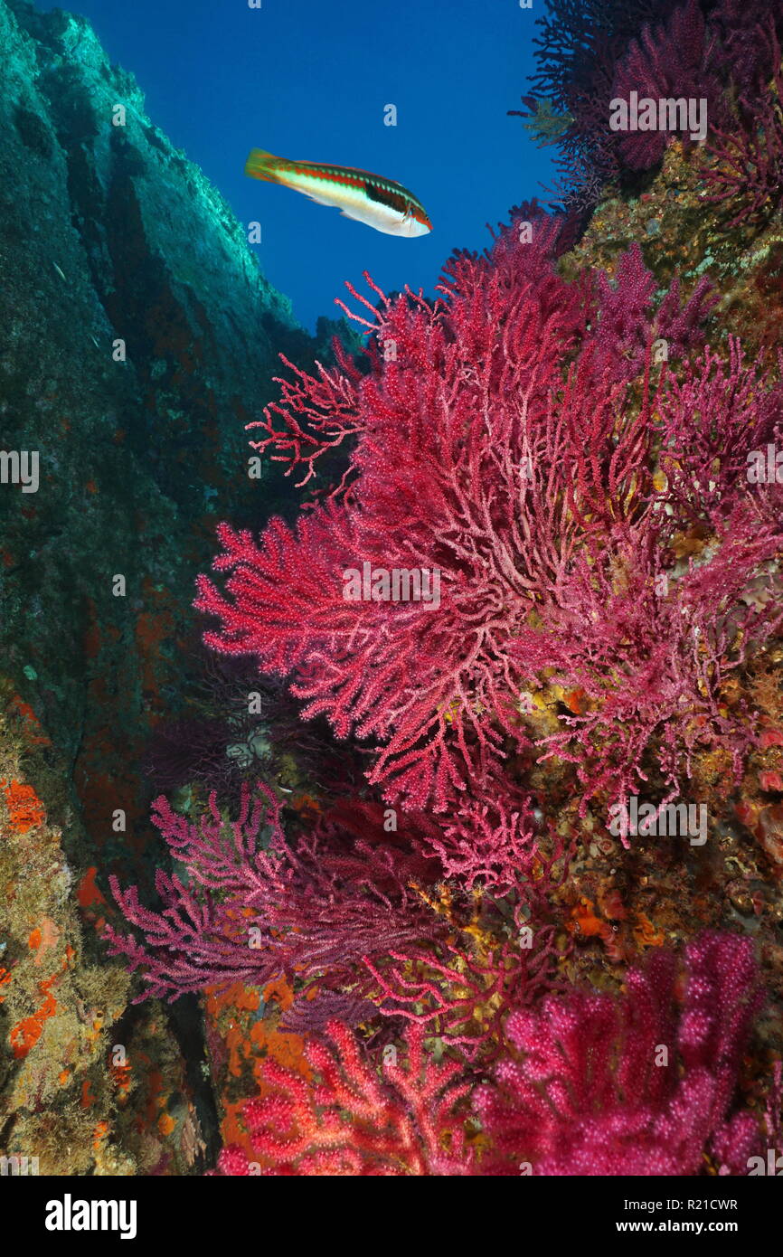 Paramuricea clavata gorgonie rosse di coralli molli in subacqueo il mare Mediterraneo, Cap de Creus, Costa Brava Catalogna Foto Stock