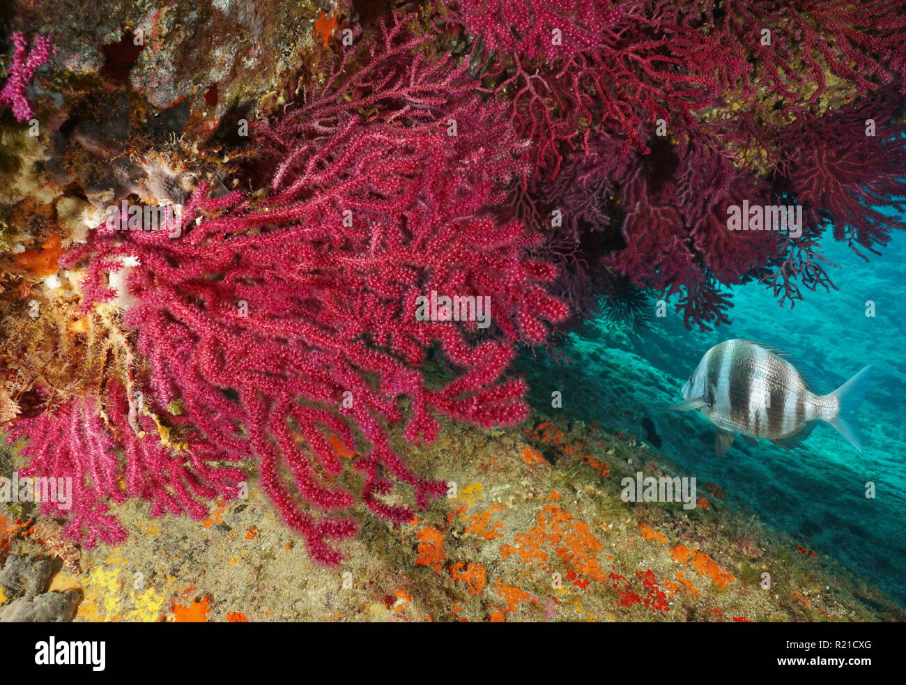 Red gorgonia Paramuricea clavata con una zebra occhialone subacquea pesce mare mediterraneo, Cap de Creus, Costa Brava, Spagna Foto Stock