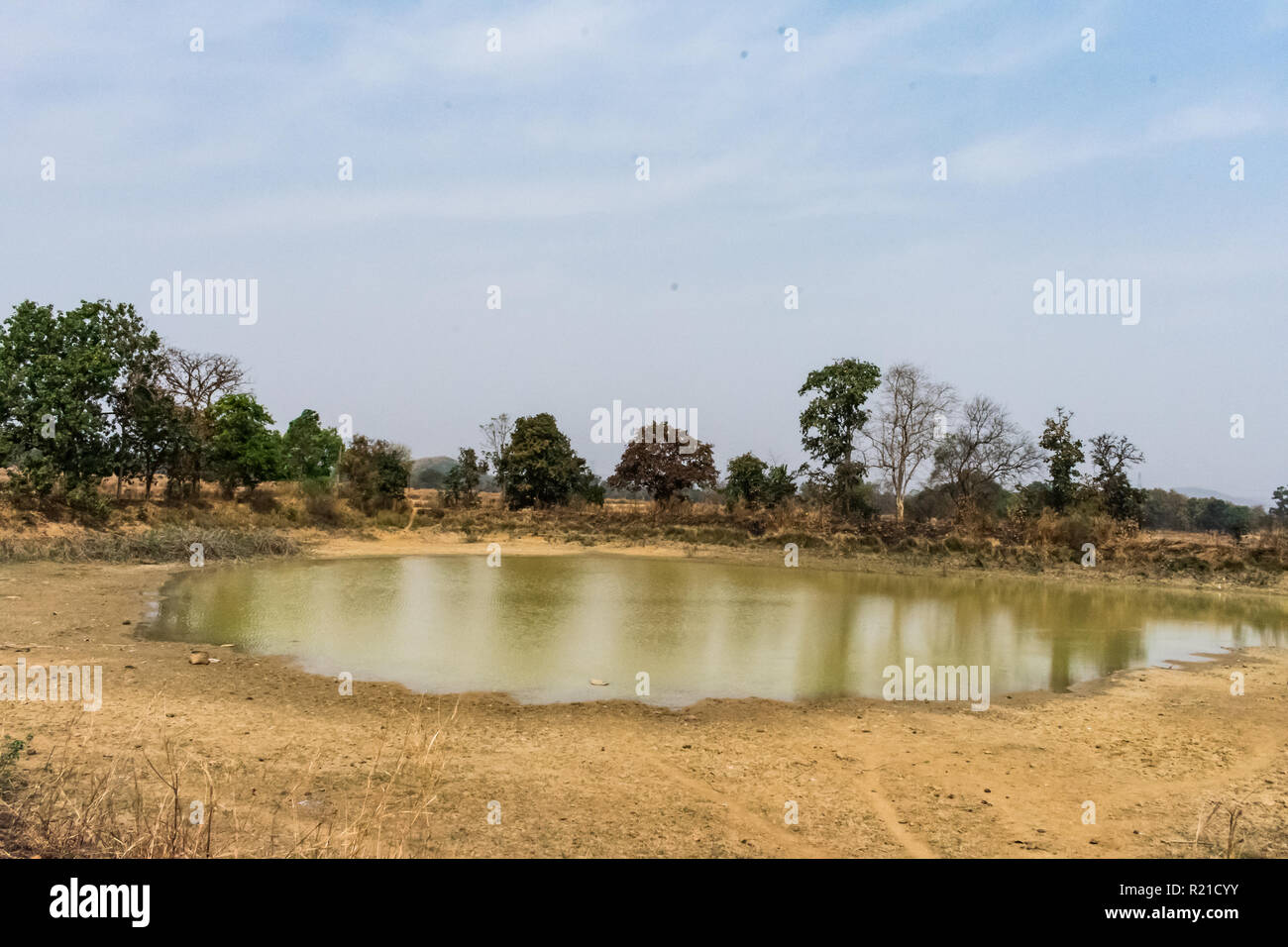 Indiano stagno rurale sempre asciutto in estate stagione primo piano con gli alberi intorno al laghetto. Foto Stock