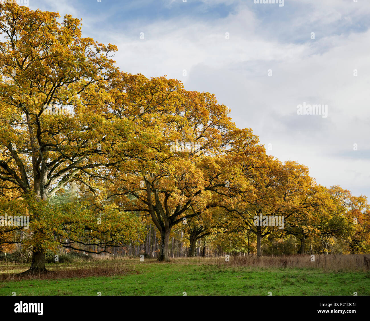 Quercus robur. In autunno gli alberi di quercia di Blenheim park, Woodstock, Oxfordshire, Inghilterra Foto Stock