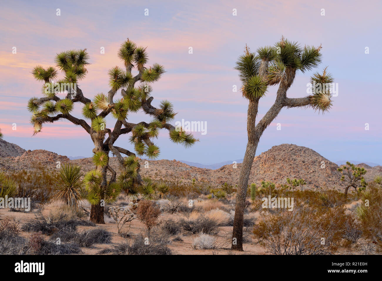 Deserto Mojave vicino al tramonto, Joshua Tree National Park, California, Stati Uniti d'America Foto Stock