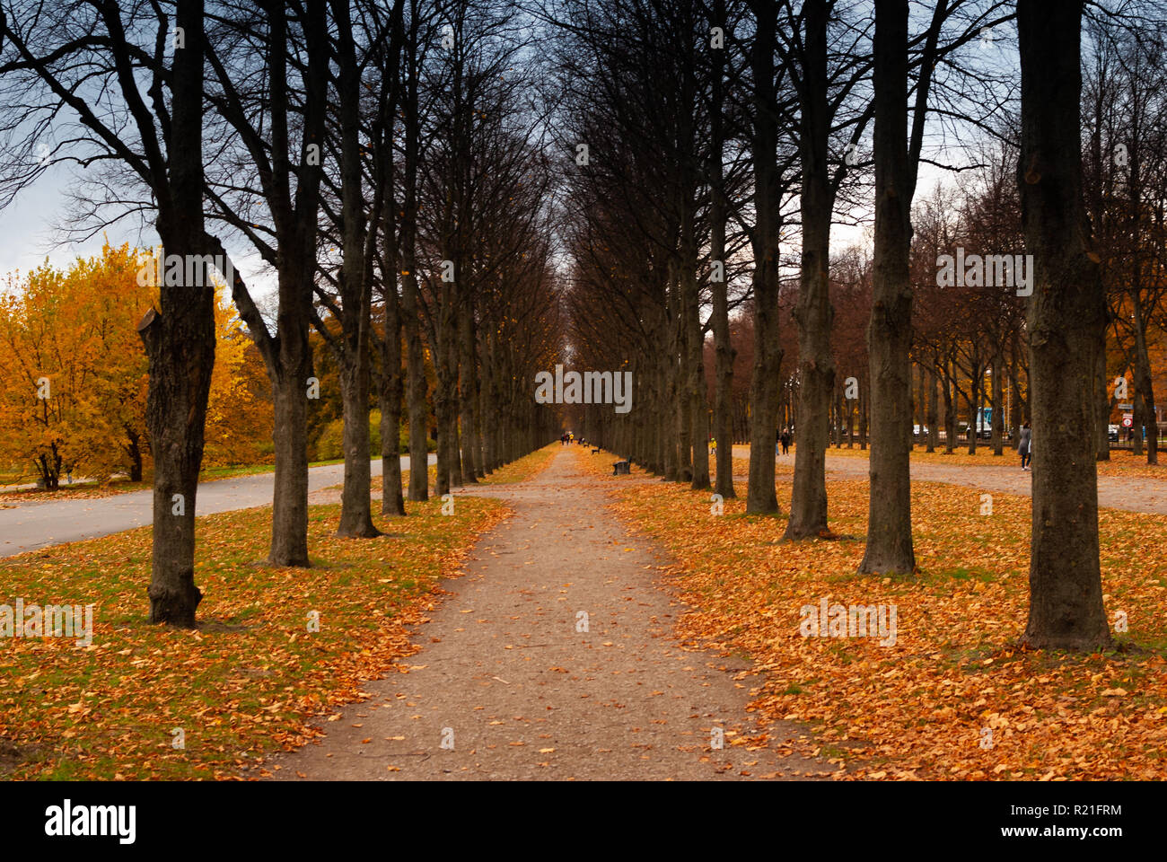 Un bellissimo viale con un sentiero sabbioso e un sacco di foglie colorate in autunno Foto Stock