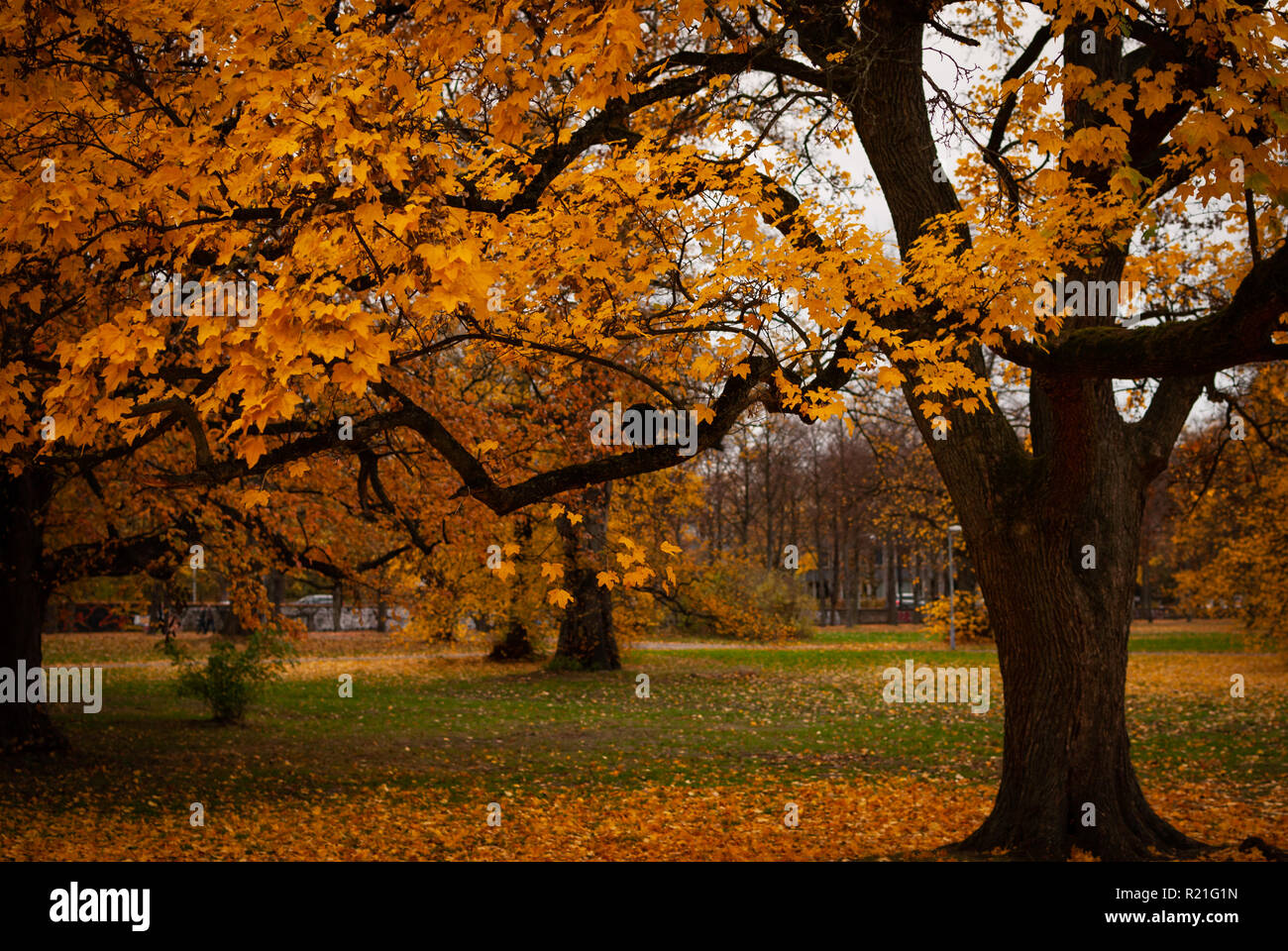 Alberi di nero con giallo rosso arancio foglie su un prato verde in autunno Foto Stock