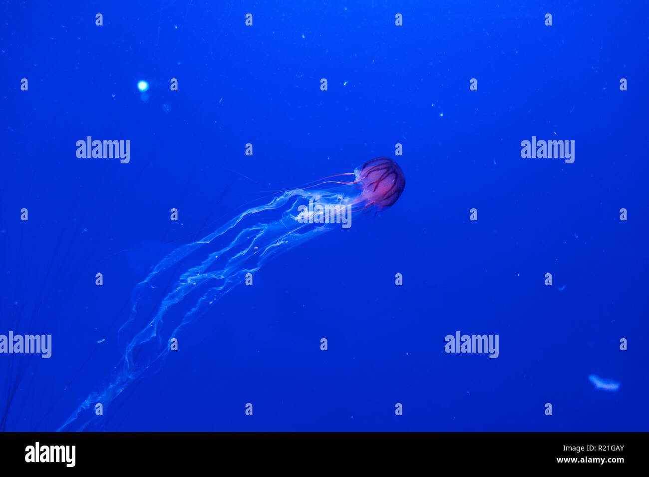 Meduse esotiche nell'Oceanografo costruzione presso la Città delle Arti e  delle Scienze di Valencia, Spagna Foto stock - Alamy